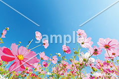 [10月] コスモスと青空