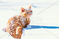 [1月] 雪原と茶トラ