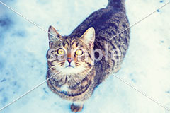 [2月] 冬の終わりのキジトラ