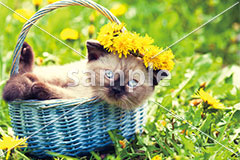 [3月] たんぽぽとシャム