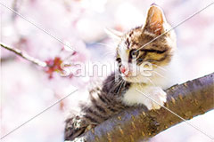 [4月] 満開の桜とキジ白