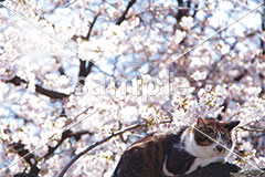 [4月] 満開の桜とキジ白