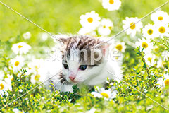 [5月] ヒナギク畑とキジ白