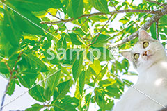 [6月] 初夏と木の上の茶白トビ