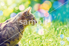 [8月] 夏の日のキジトラ