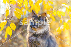 [9月] 色づく葉っぱとサビ