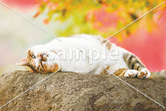 [10月] 寝ながら紅葉狩りをするキジ白