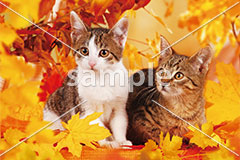 [11月] 深まる秋のキジ白とキジトラ