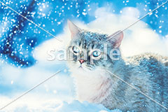 [12月] 雪深い地のトラネコ