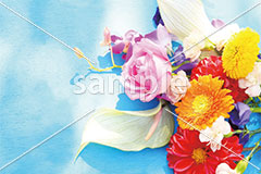 [7月] ダリアとピンクのローズ