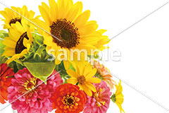 [8月] ヒマワリとヒャクニチソウ