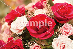 [12月] クリスマスカラーのローズ