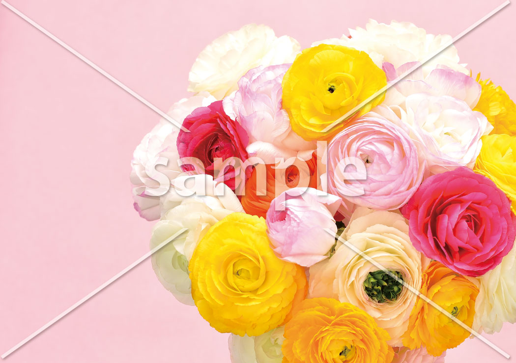 カラフルなラナンキュラス