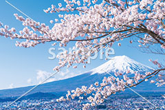 [4月] 富士山と満開の桜