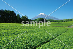 [5月] 富士山と茶畑
