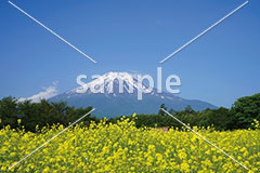 [6月] 富士山とキカラシ