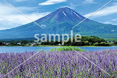 [7月] 富士山とラベンダー