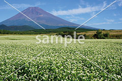 [9月] 富士山と蕎麦の花
