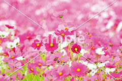 [10月] 琵琶湖のコスモス