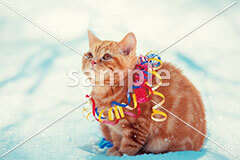 [1月] 新年を祝う茶トラ