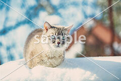 [2月] 冬の日のトラネコ