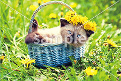 [3月] たんぽぽとシャム