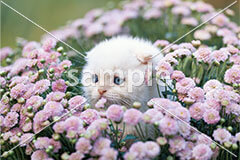 [4月] ヒナギクとスコティッシュフォールド