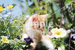 [5月] 花とたわむれる茶トラ