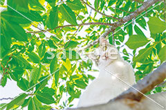 [6月] 木のぼりする茶白トビ