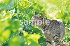 [7月] 散歩中のキジトラ