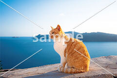 [8月] 海を眺める茶白