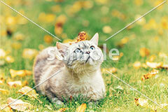 [9月] 落ち葉を乗せたブリティッシュショートヘア