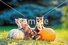 [10月] カボチャと仔猫たち