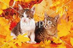 [11月] キジ白とキジトラ