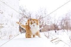 [12月] 雪道を散歩する茶白