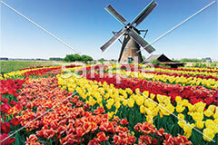 [4月] オランダ 満開のチューリップ