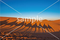 [9月] モロッコ 砂漠に映るラクダの影