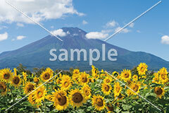 [8月] 富士山とヒマワリ