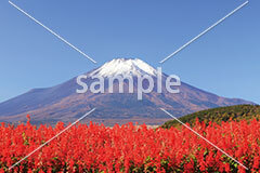 [11月] 富士山とサルビア