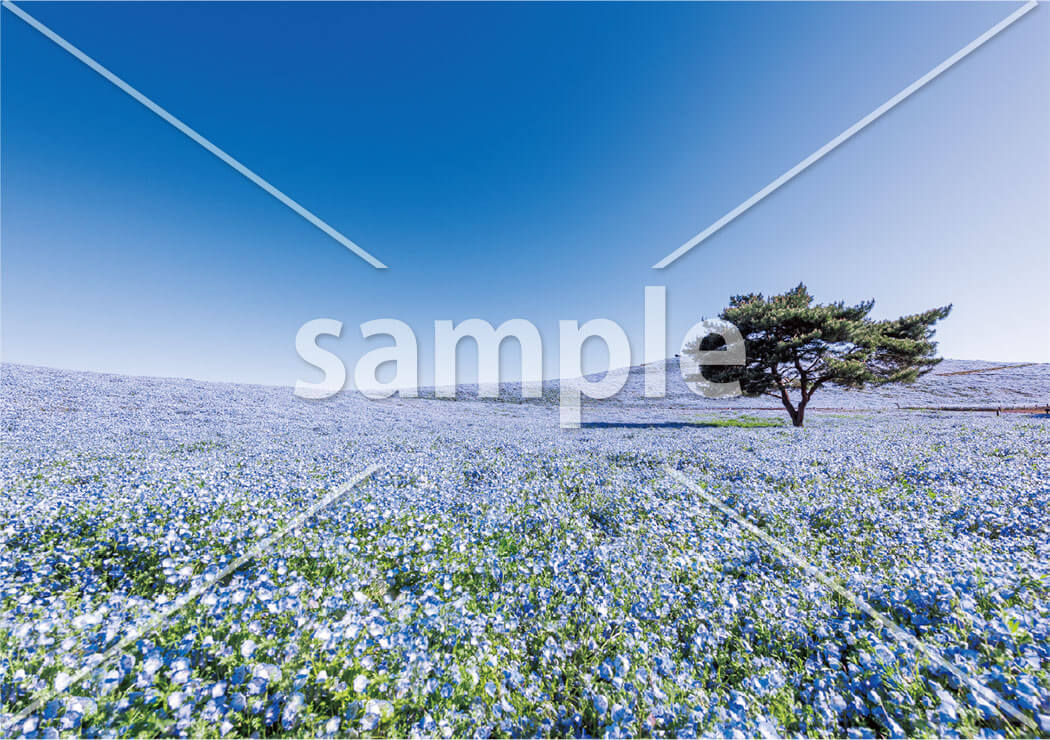 快晴のネモフィラ