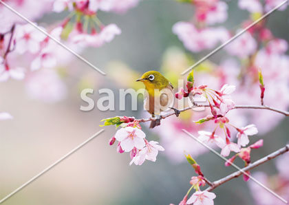 [3月/4月] 桜とメジロ