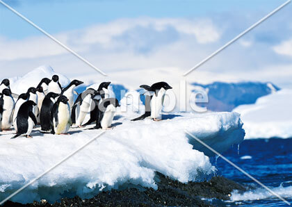 [7月/8月] 南極のアデリーペンギン