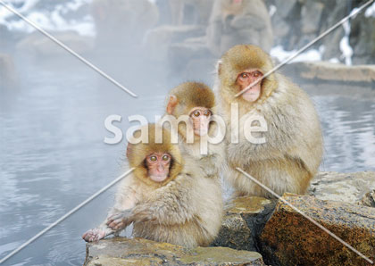[1月/2月] 雪見温泉のニホンザル