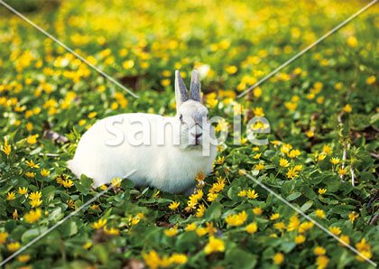[5月/6月] 春の草花とうさぎ
