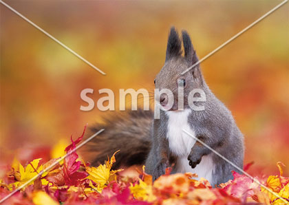 [9月/10月] 落ち葉の中のエゾリス