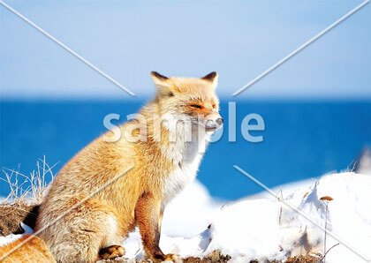 [11月/12月] 道東のキタキツネ