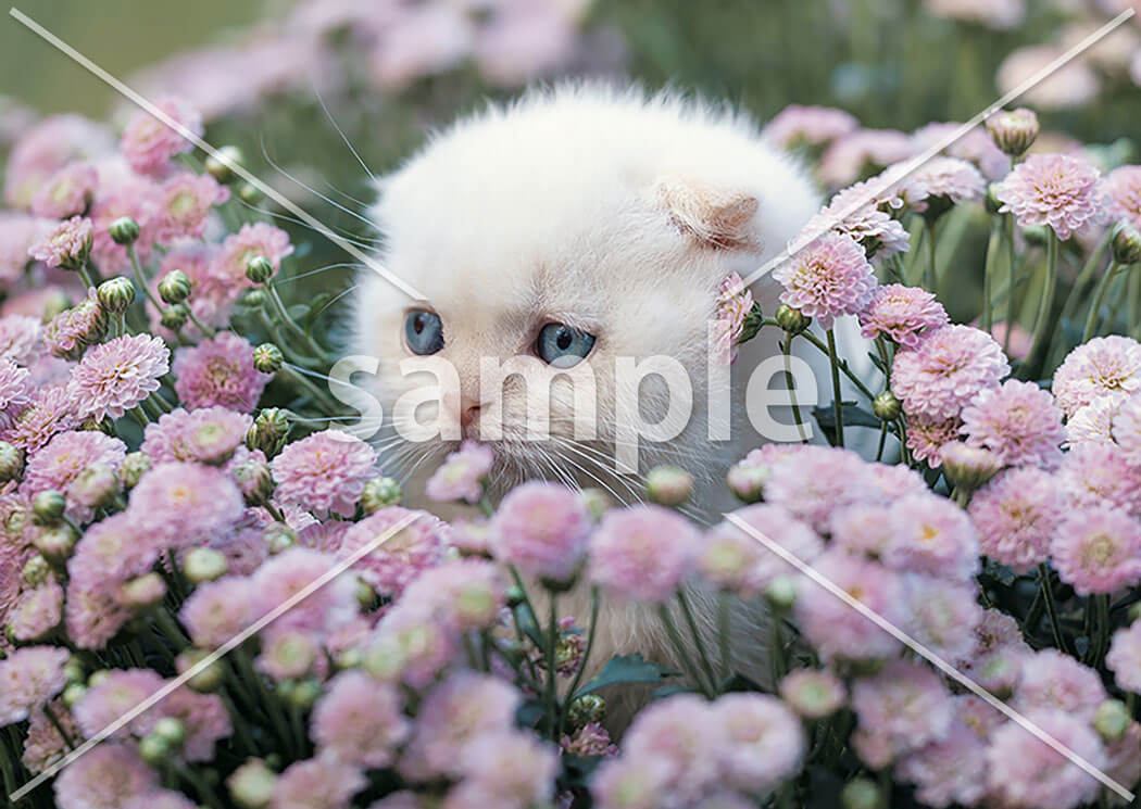 ヒナギクと仔猫