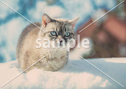 [2月] 冬の日の猫