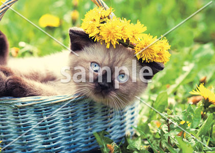 [3月] タンポポと仔猫