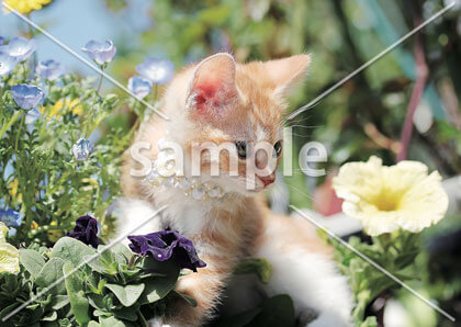 [5月] 花とたわむれる仔猫